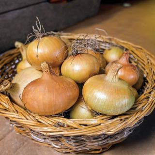 Stuttgarter Onion Sets Thumbnail